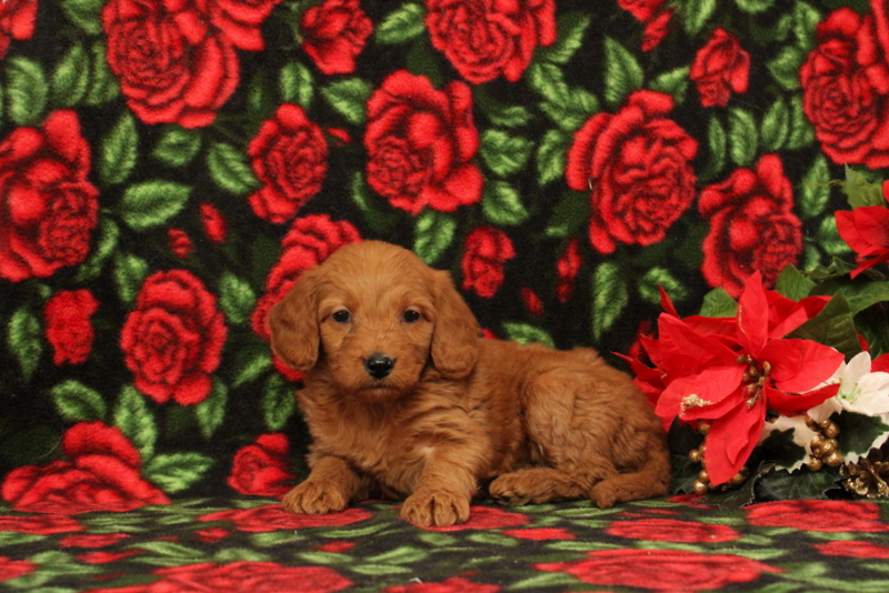 puppy, for, sale, Mini Goldendoodle F1, Matthew B. Stoltzfus, dog, breeder, Gap, PA, dog-breeder, puppy-for-sale, forsale, nearby, find, puppyfind, locator, puppylocator, aca